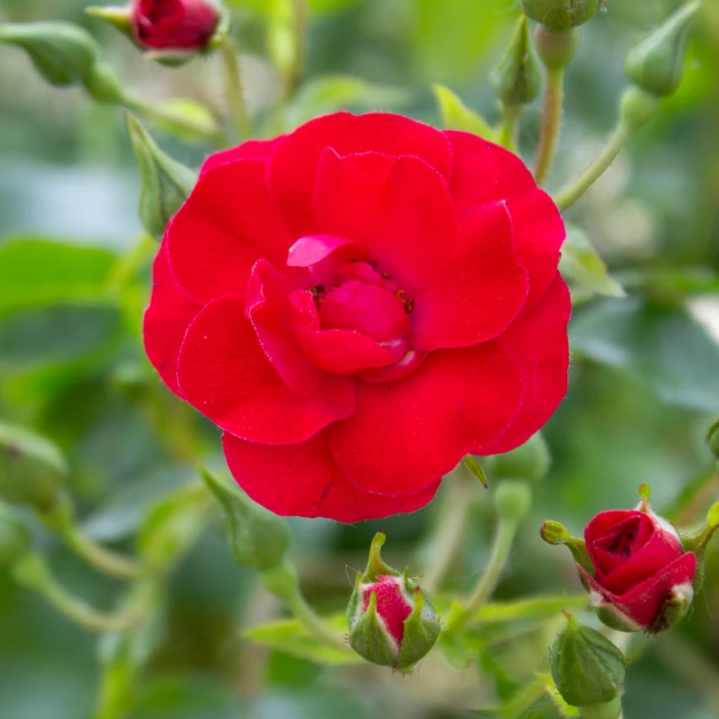 Rosier rustique ‘Flower Carpet Mini Cherry’ ( Rosa ‘Flower Carpet Mini Cherry’)