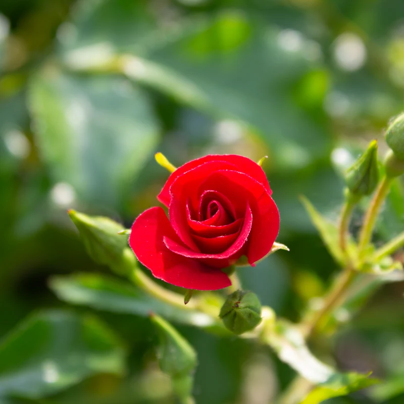Rosier rustique ‘Flower Carpet Mini Cherry’ ( Rosa ‘Flower Carpet Mini Cherry’)