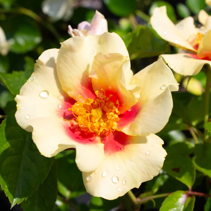 Rosier floribunda 'Ringo'