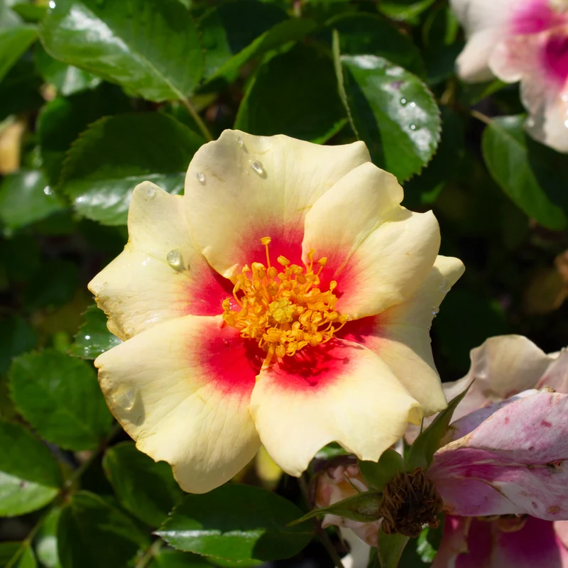 Rosier floribunda 'Ringo'