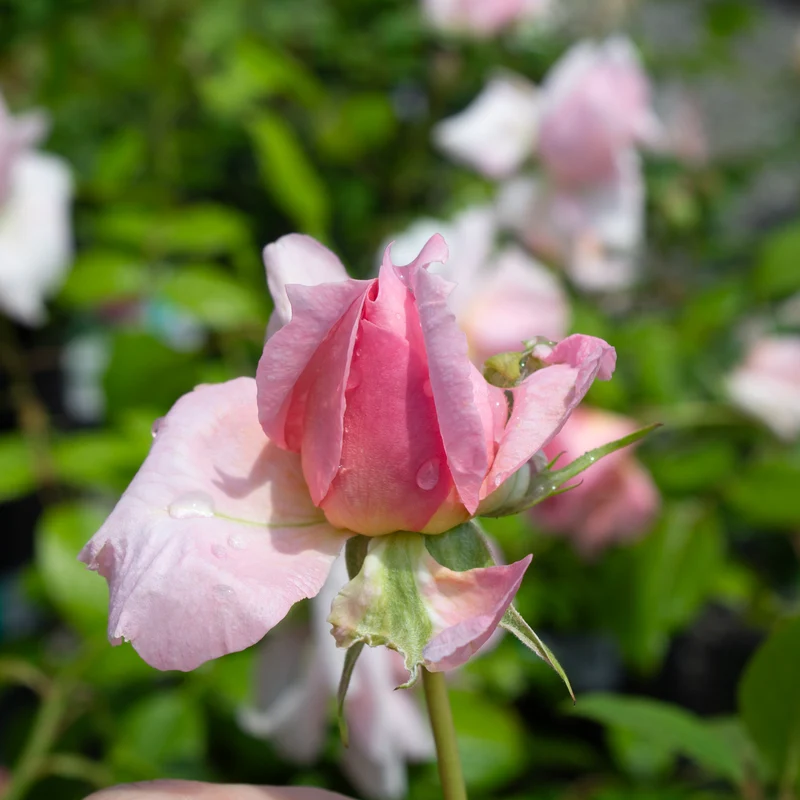 Rosier rustique 'Lambert Closse'