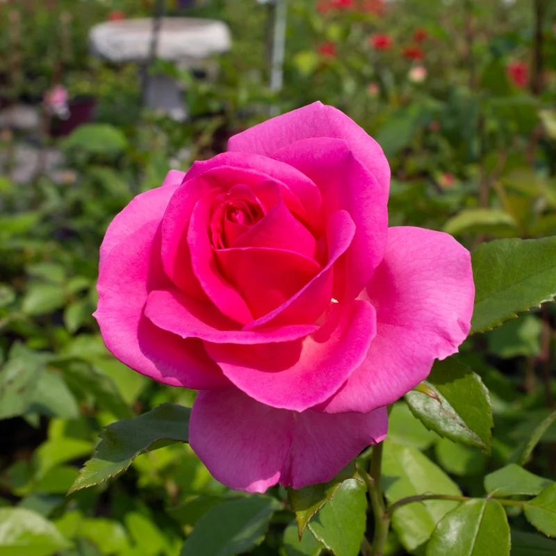 Rosier floribunda 'Miss Manners'