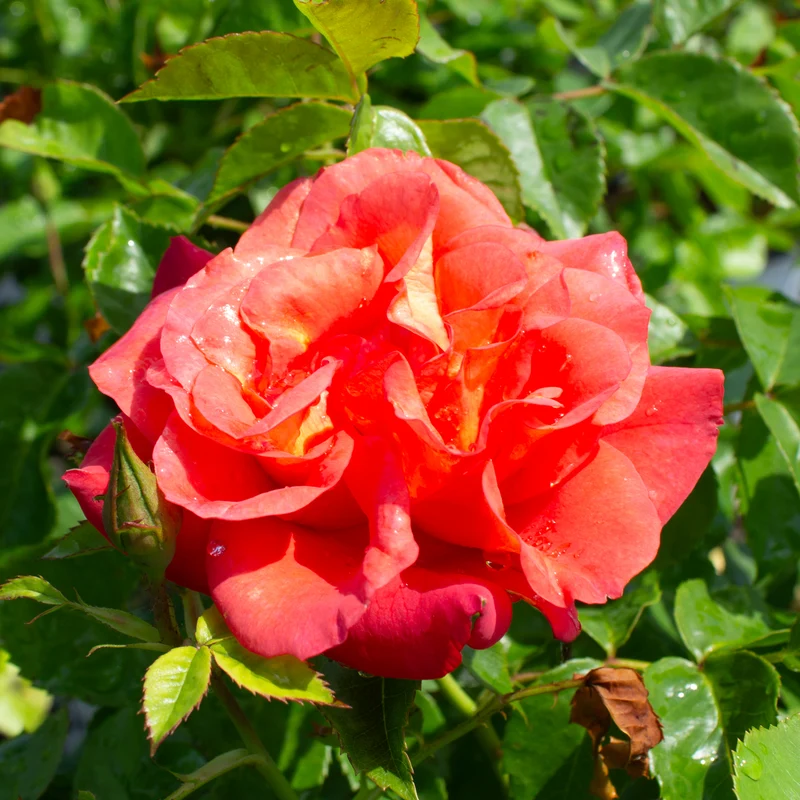 Rosier grimpant 'Rise Up Amberness'