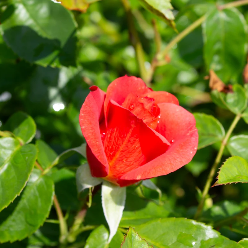 Rosier grimpant 'Rise Up Amberness'