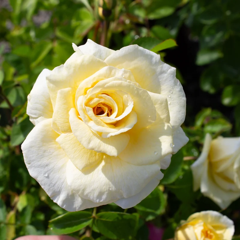 Rosier rustique 'J.P. Connell'