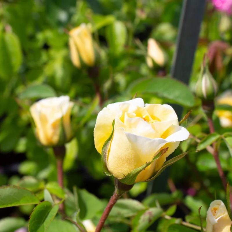 Rosier rustique 'J.P. Connell'