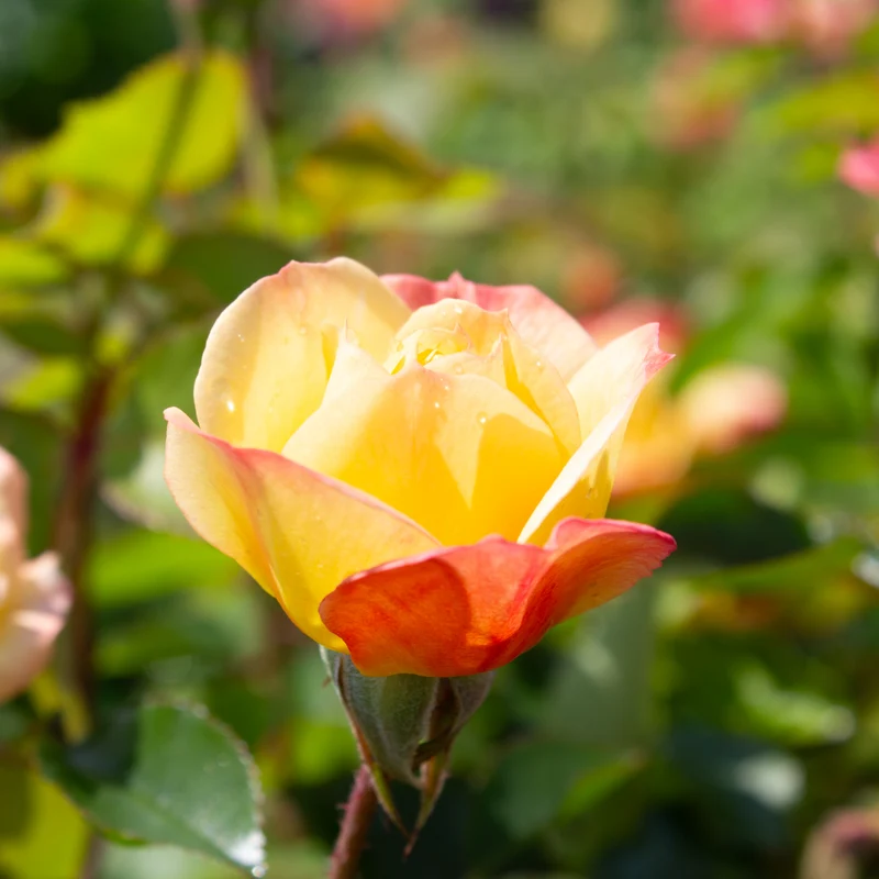 Rosier floribunda 'Italian Ice'