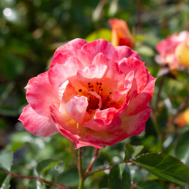 Rosier floribunda 'Italian Ice'