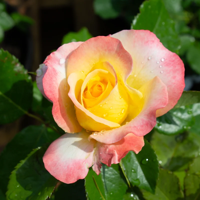 Rosier floribunda 'Make Me Blush'