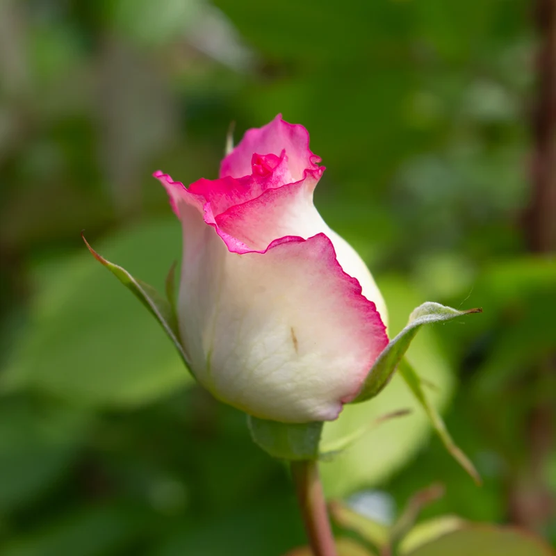Rosier floribunda 'Fly So High'