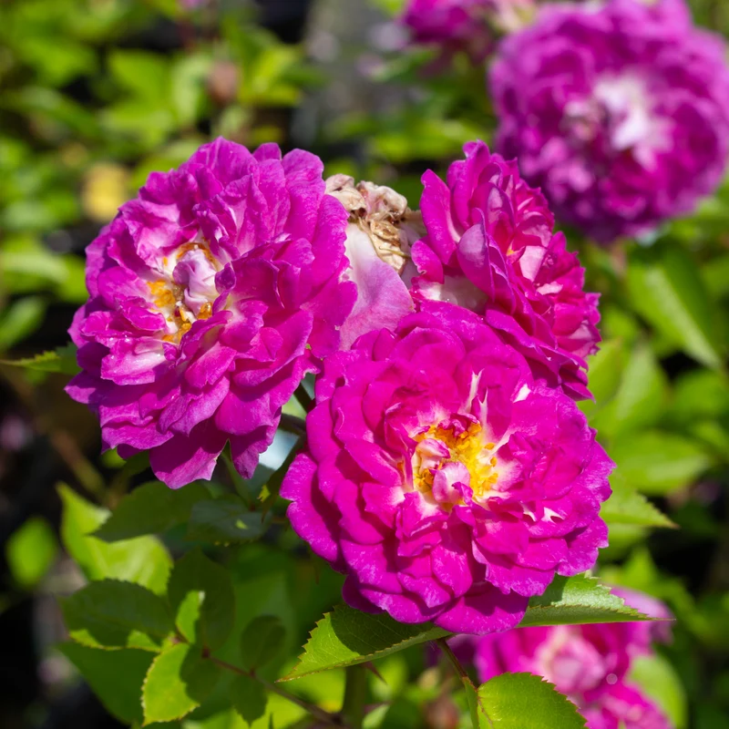 Rosier floribunda 'Rosy Charmer'