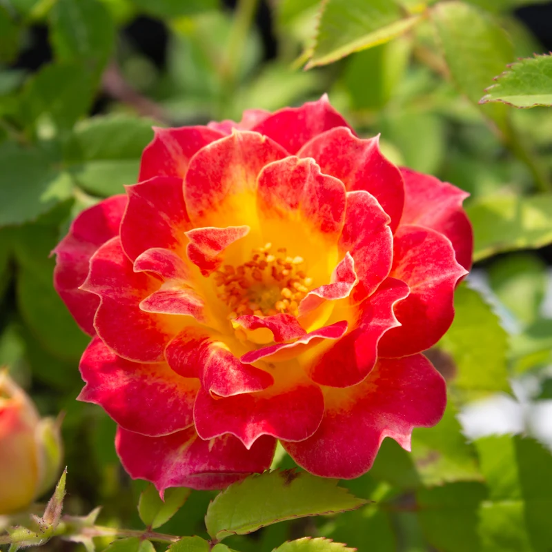 Rosier miniature ‘Tiddly Winks’ ( Rosa ‘Tiddly Winks’)