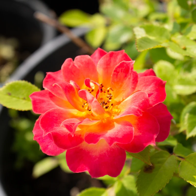 Rosier miniature ‘Tiddly Winks’ ( Rosa ‘Tiddly Winks’)