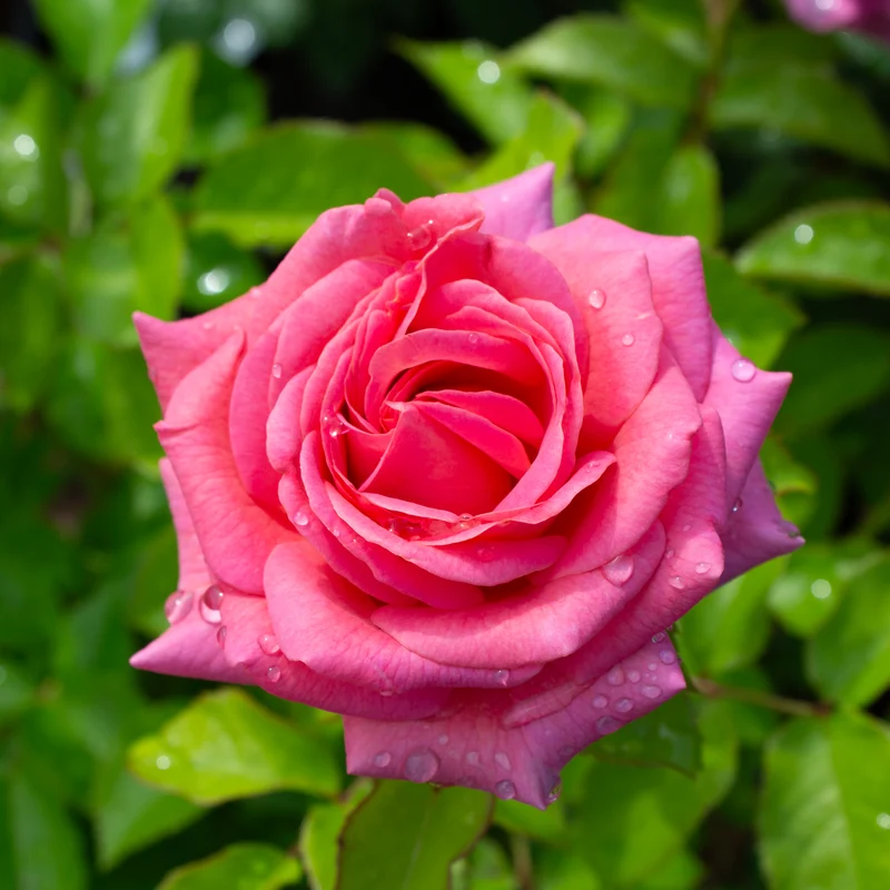 Rosier floribunda 'Time After Time'