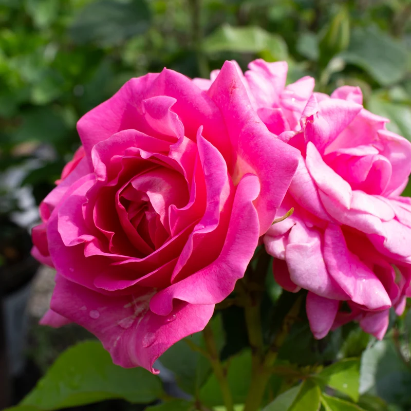 Rosier floribunda 'Time After Time'