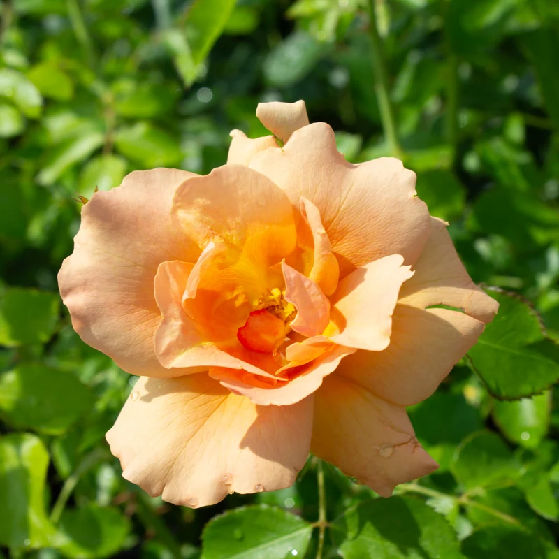 Rosier rustique ‘Chinook Sunrise’ ( Rosa ‘Chinook Sunrise’)