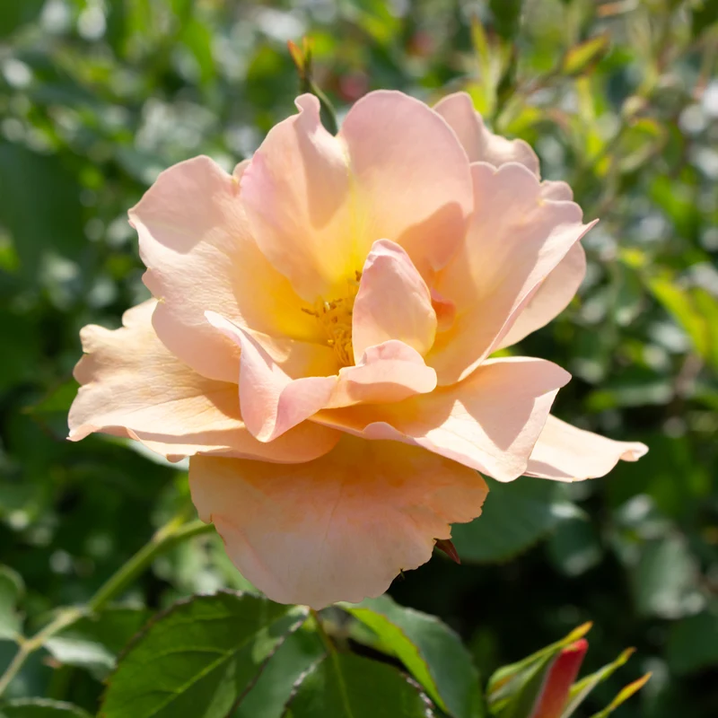 Rosier rustique ‘Chinook Sunrise’ ( Rosa ‘Chinook Sunrise’)
