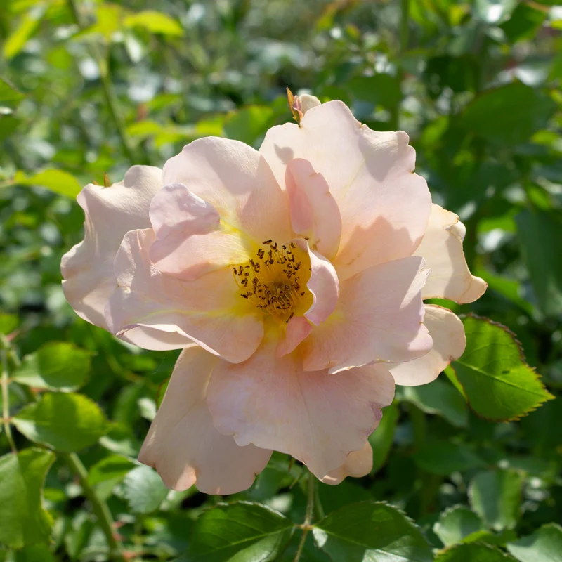 Rosier rustique ‘Chinook Sunrise’ ( Rosa ‘Chinook Sunrise’)