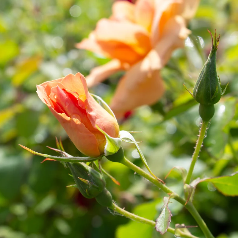 Rosier rustique ‘Chinook Sunrise’ ( Rosa ‘Chinook Sunrise’)