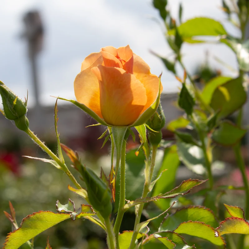 Rosier rustique ‘Chinook Sunrise’ ( Rosa ‘Chinook Sunrise’)