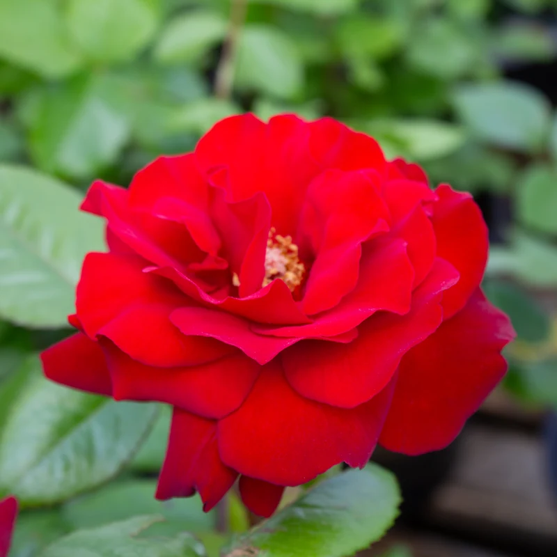 Rosier grandiflora ‘Crimson Bouquet’ ( Rosa ‘Crimson Bouquet’)
