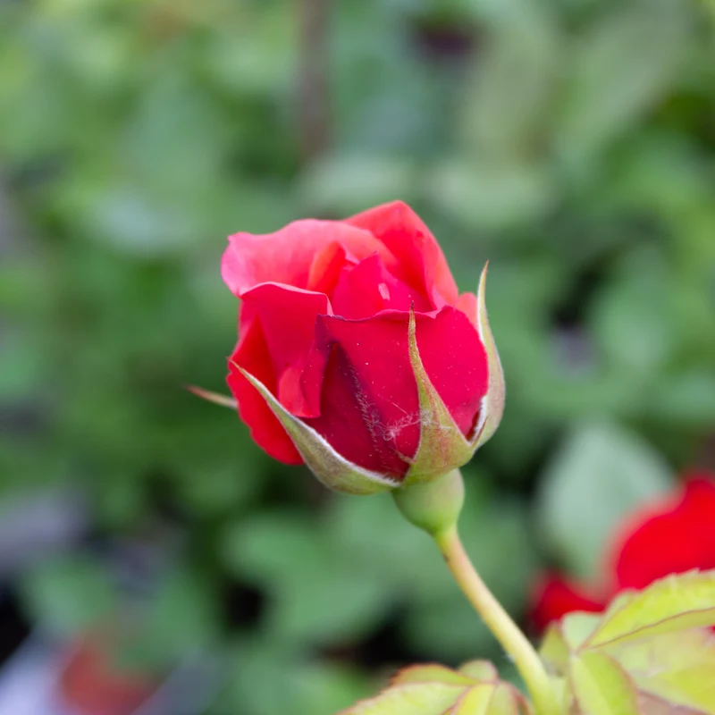 Rosier grandiflora ‘Crimson Bouquet’ ( Rosa ‘Crimson Bouquet’)