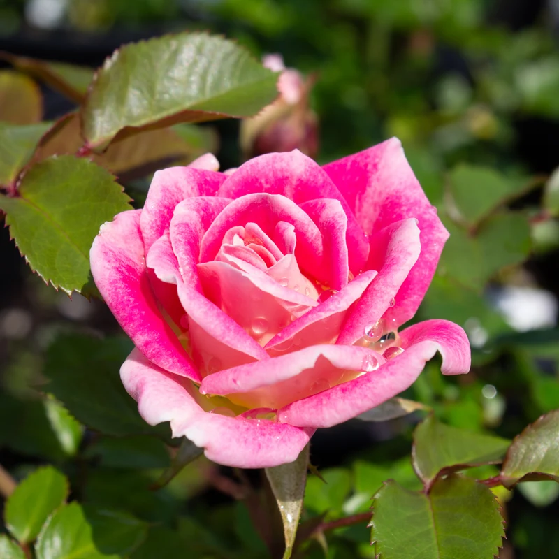 Rosier miniature ‘Whimsy’ ( Rosa ‘Whimsy’)