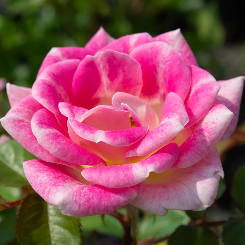 Rosier miniature ‘Whimsy’ ( Rosa ‘Whimsy’)