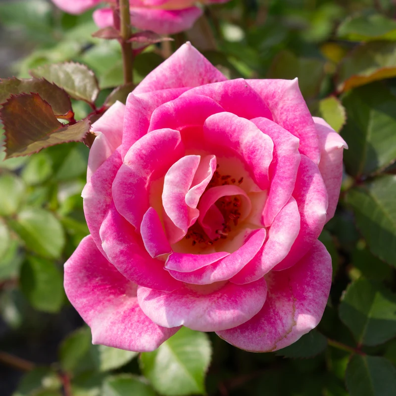 Rosier miniature ‘Whimsy’ ( Rosa ‘Whimsy’)