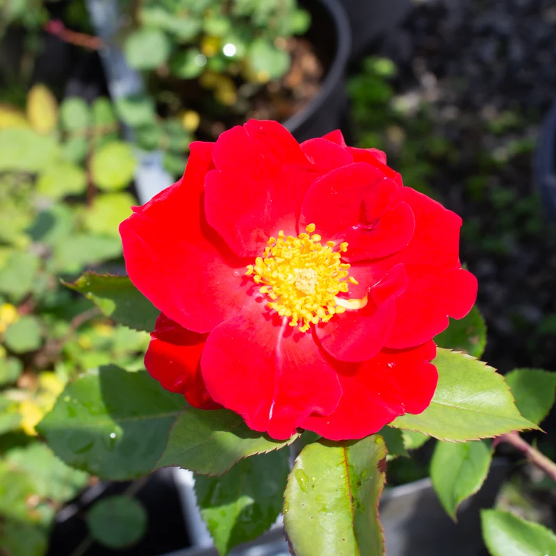 Rosier rustique ‘Top Gun’ ( Rosa ‘Top Gun’)