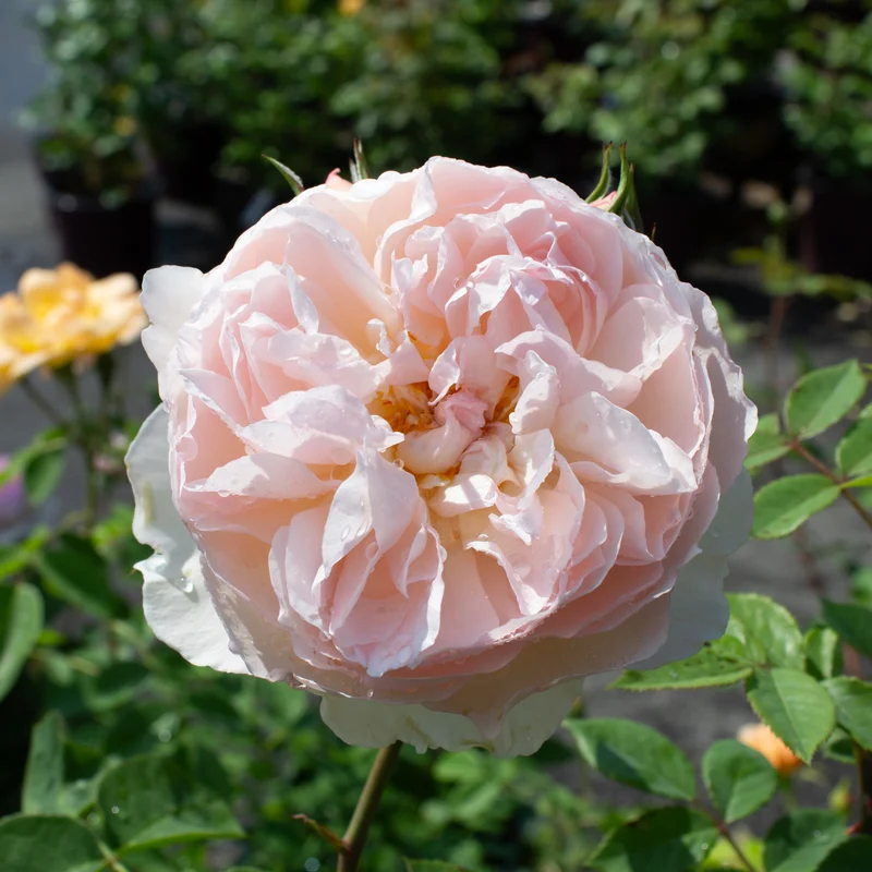 Rosier anglais ‘Gentle Hermione’ ( Rosa ‘Gentle Hermione’)