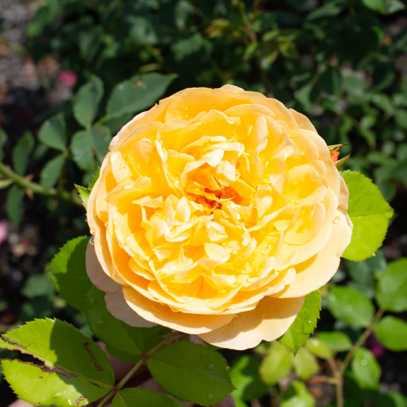 Rosier anglais ‘Roald Dahl’ ( Rosa ‘Roald Dahl’)