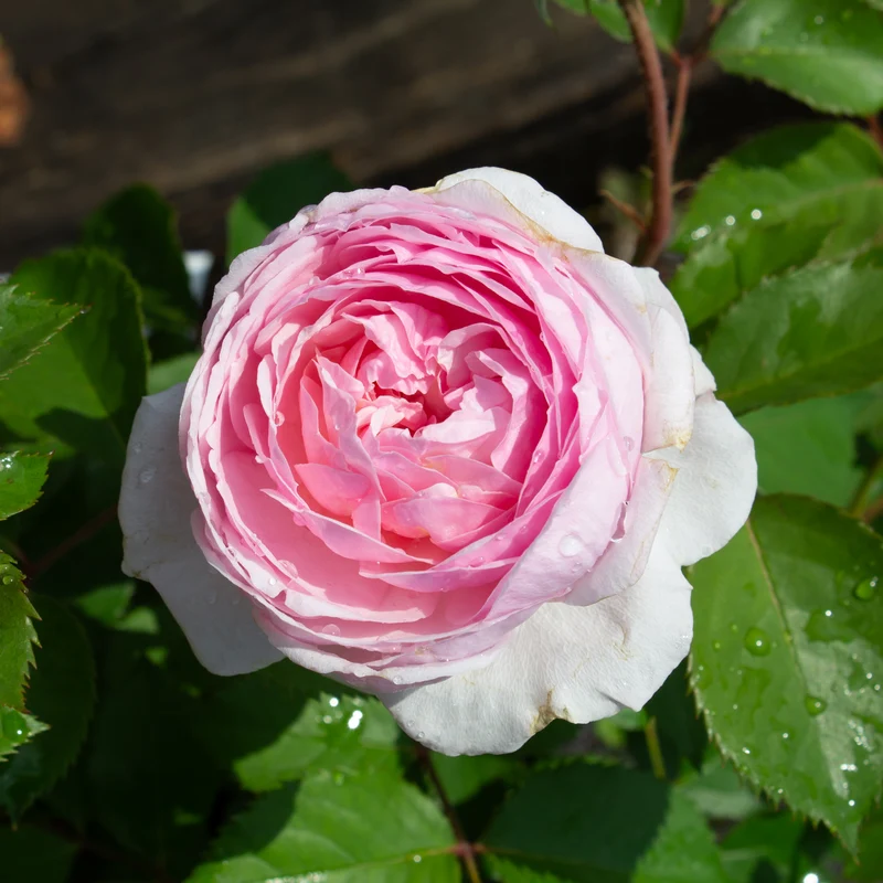 Rosier anglais ‘Olivia Rose Austin’ ( Rosa ‘Olivia Rose Austin’)