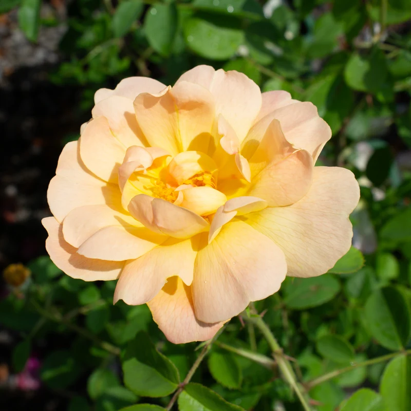 Rosier anglais ‘The Lady Gardener’ ( Rosa ‘The Lady Gardener’)