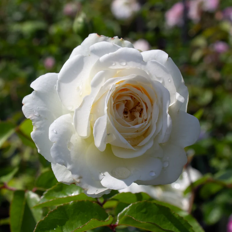 Rosier anglais ‘Tranquility’ ( Rosa ‘Tranquility’)