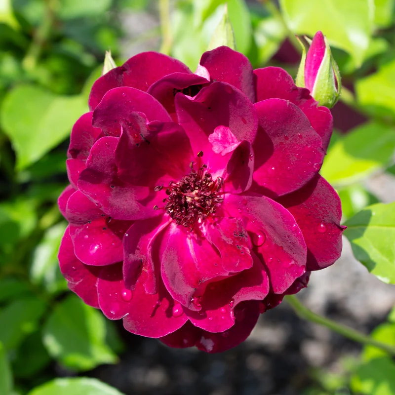 Rosier floribunda ‘Burgundy Iceberg’ ( Rosa ‘Burgundy Iceberg’)