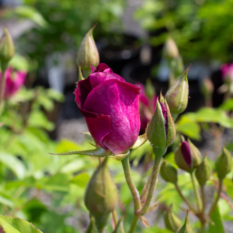 Rosier floribunda ‘Burgundy Iceberg’ ( Rosa ‘Burgundy Iceberg’)