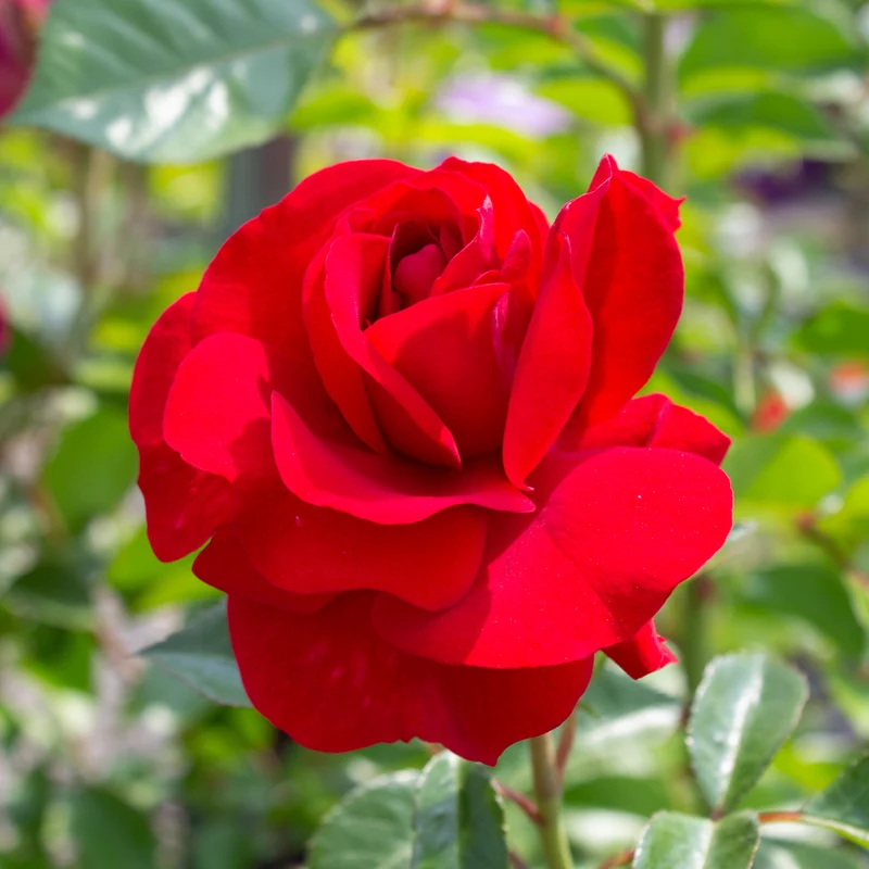 Rosier floribunda ‘Bordeaux’ ( Rosa ‘Bordeaux’)