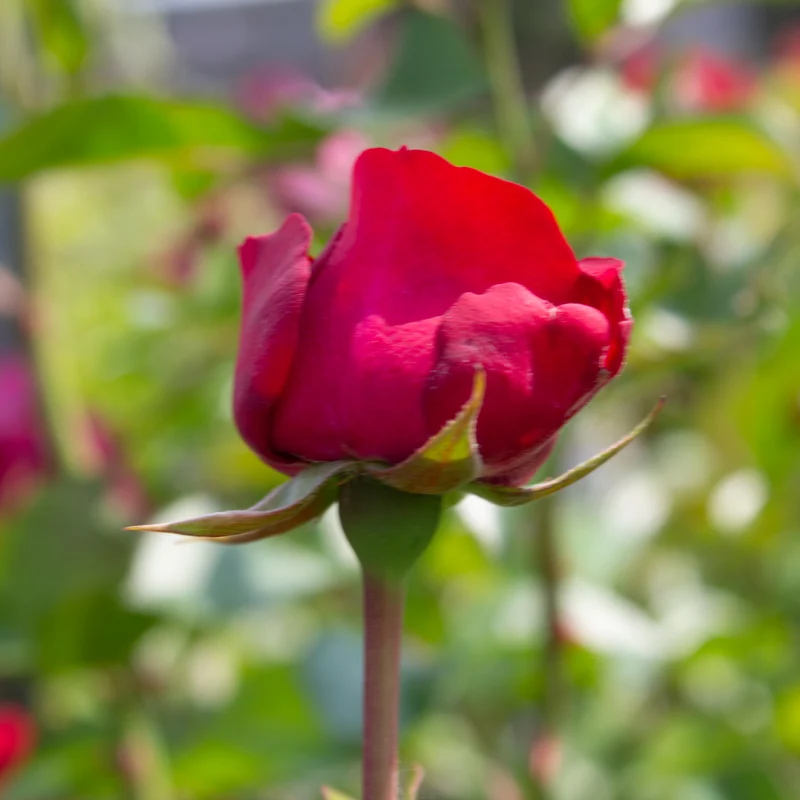 Rosier floribunda ‘Bordeaux’ ( Rosa ‘Bordeaux’)