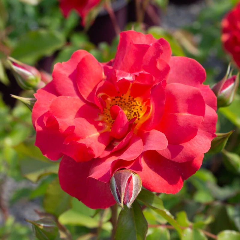 Rosier floribunda ‘Cinco de Mayo’ ( Rosa ‘Cinco de Mayo’)