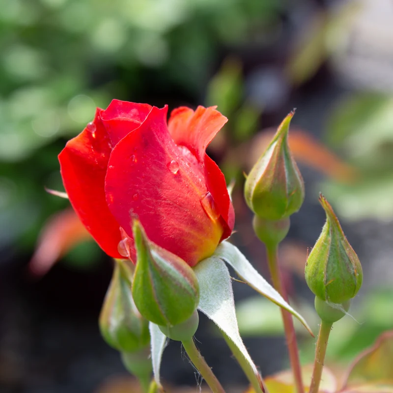 Rosier floribunda ‘Cinco de Mayo’ ( Rosa ‘Cinco de Mayo’)