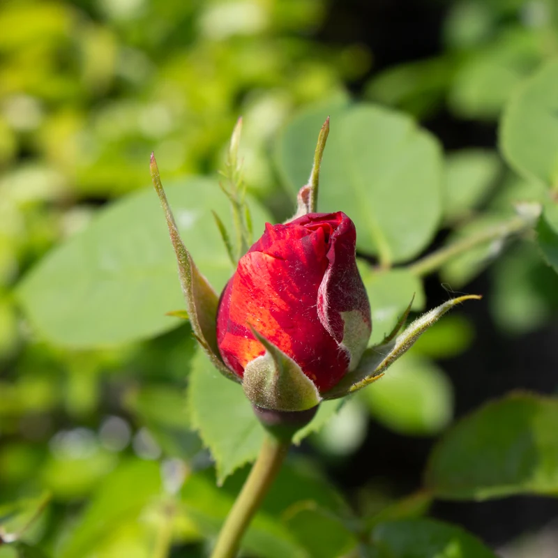 Rosier floribunda ‘Cinco de Mayo’ ( Rosa ‘Cinco de Mayo’)