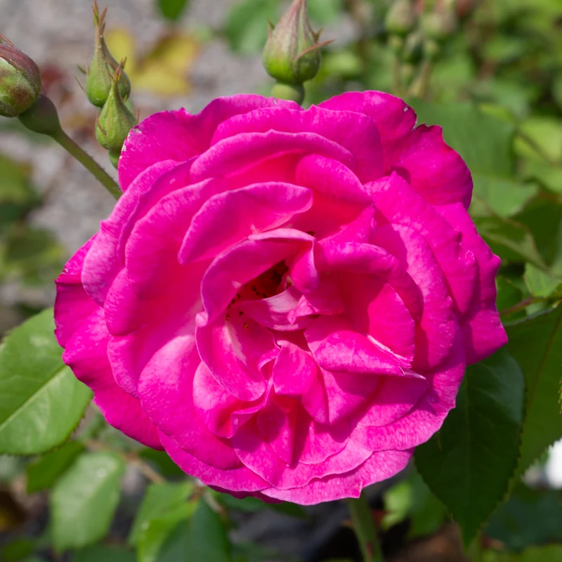 Rosier floribunda ‘Easy to Please’ ( Rosa ‘Easy to Please’)