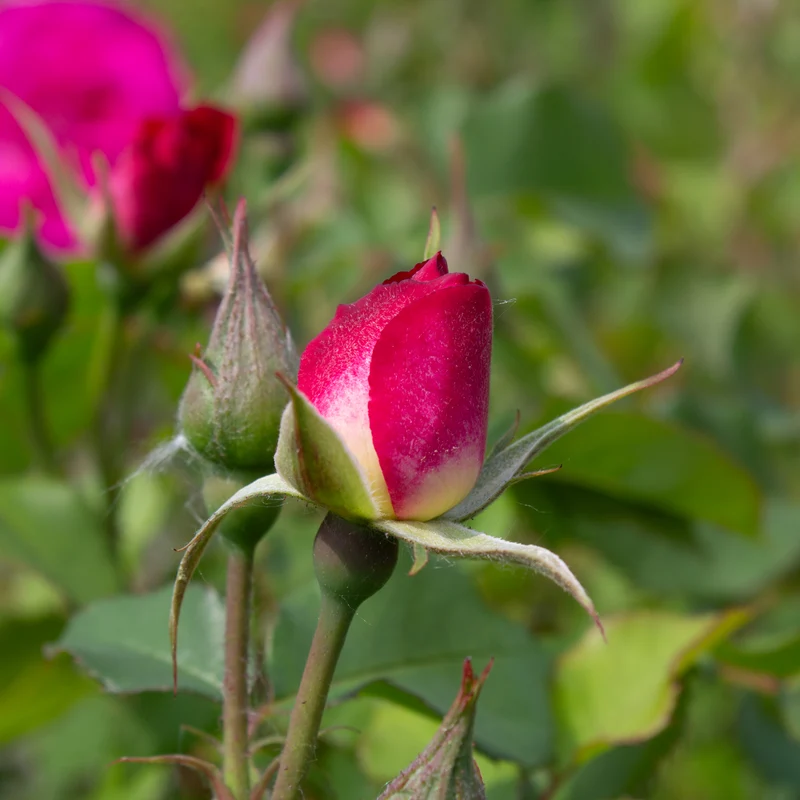 Rosier floribunda ‘Easy to Please’ ( Rosa ‘Easy to Please’)