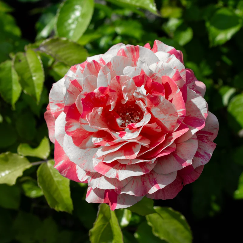 Rosier floribunda ‘Frida Kahlo’ ( Rosa ‘Frida Kahlo’)