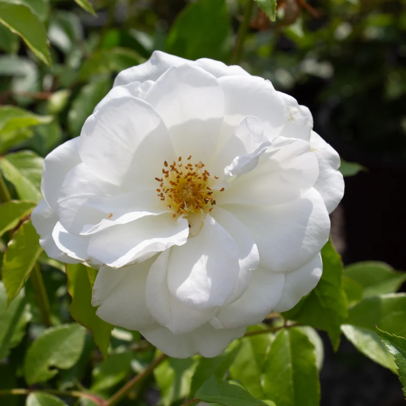 Rosier floribunda ‘Iceberg’ ( Rosa ‘Iceberg’)