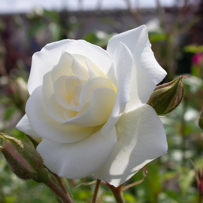 Rosier floribunda ‘Iceberg’ ( Rosa ‘Iceberg’)