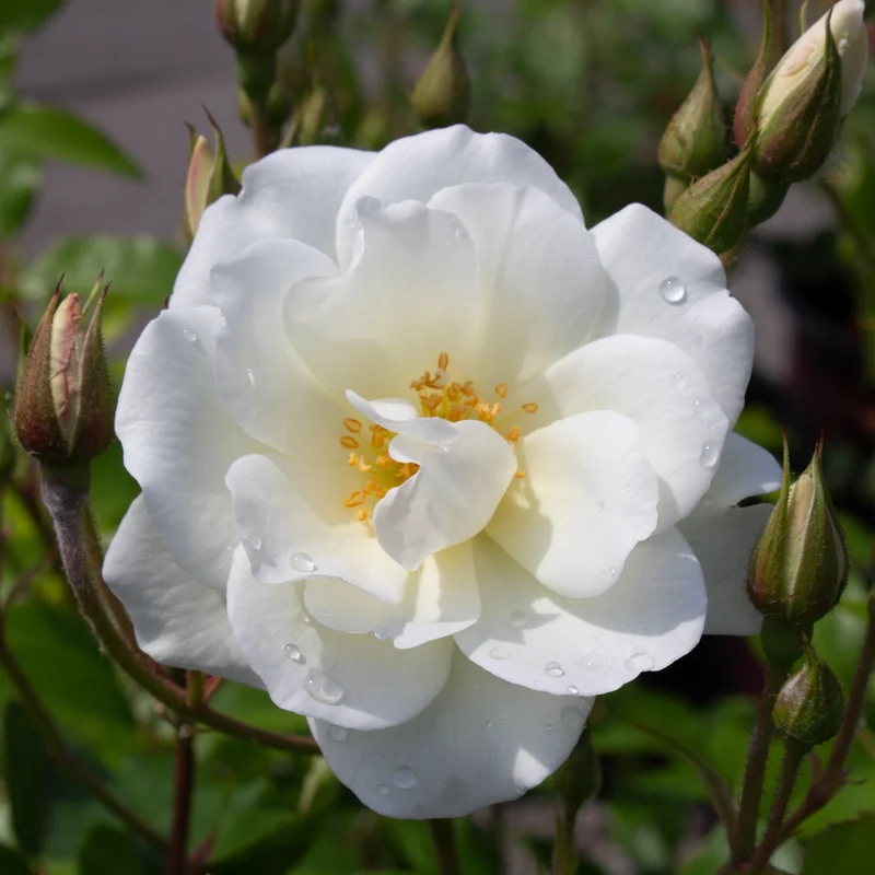 Rosier floribunda ‘Iceberg’ ( Rosa ‘Iceberg’)