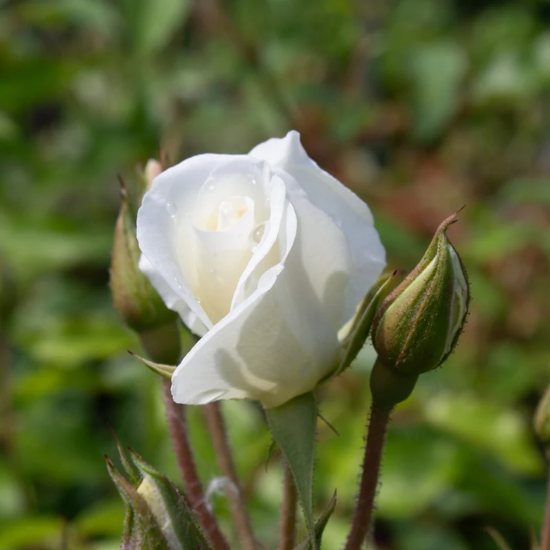 Rosier floribunda ‘Iceberg’ ( Rosa ‘Iceberg’)