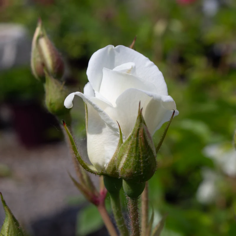Rosier floribunda ‘Iceberg’ ( Rosa ‘Iceberg’)